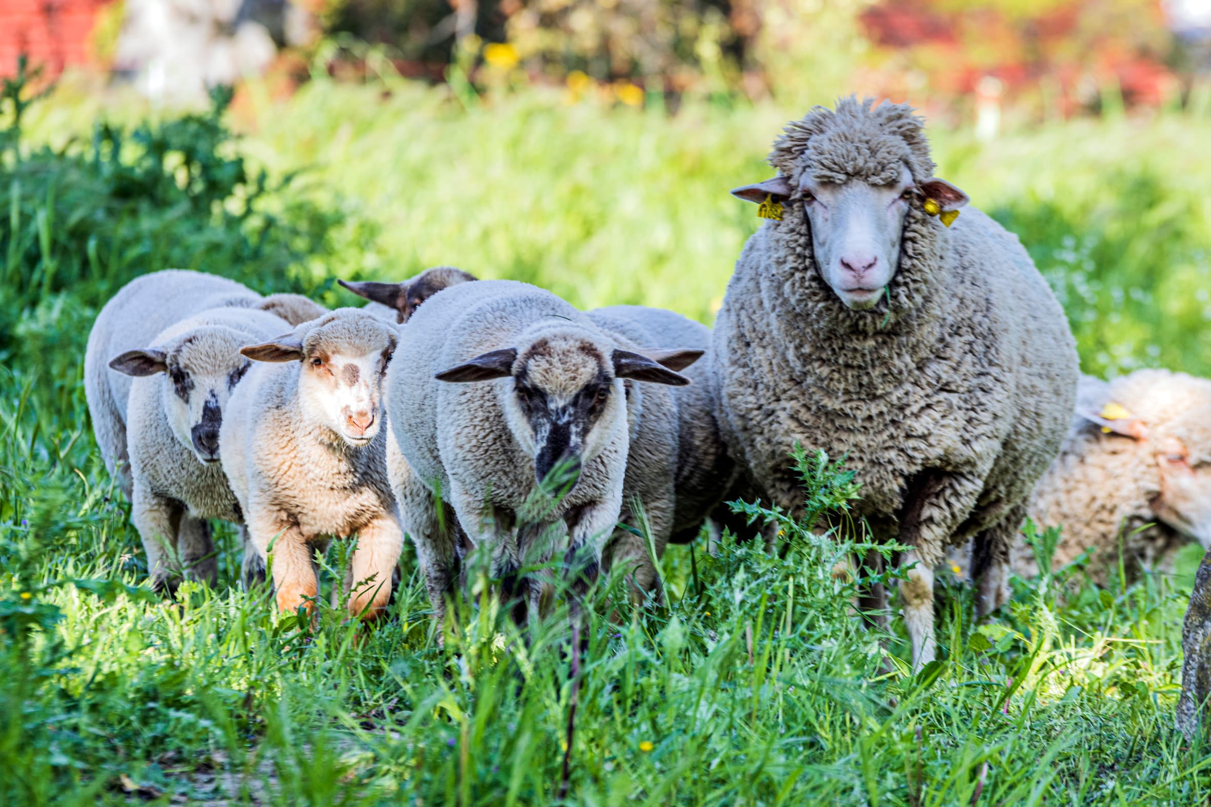 Entretiens écologiques des espaces verts