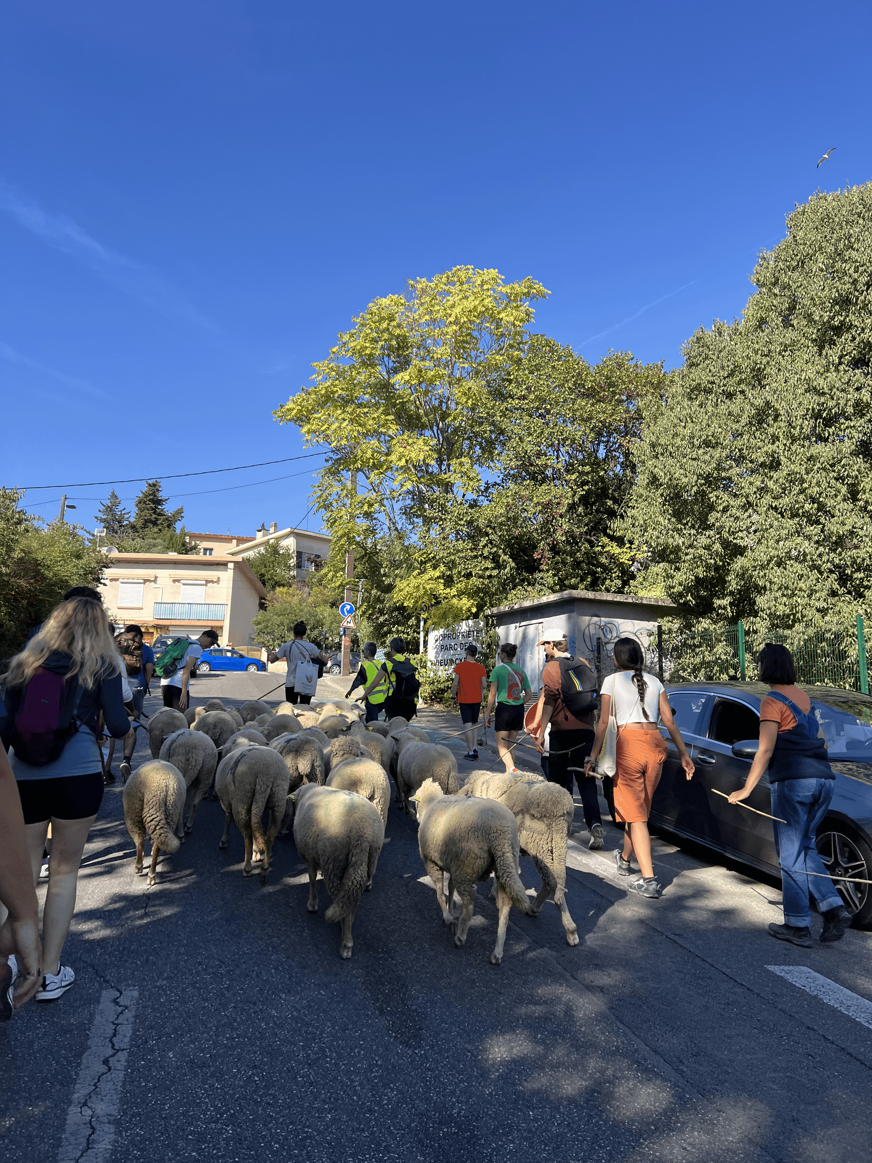Transhumances urbaines