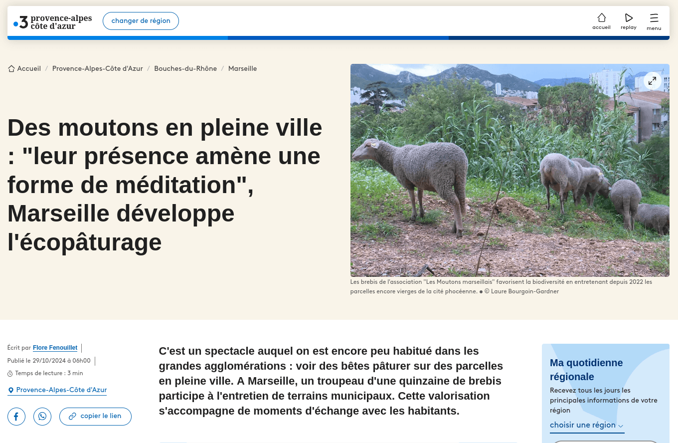 Des moutons en pleine ville : "leur présence amène une forme de méditation", Marseille développe l'écopâturage