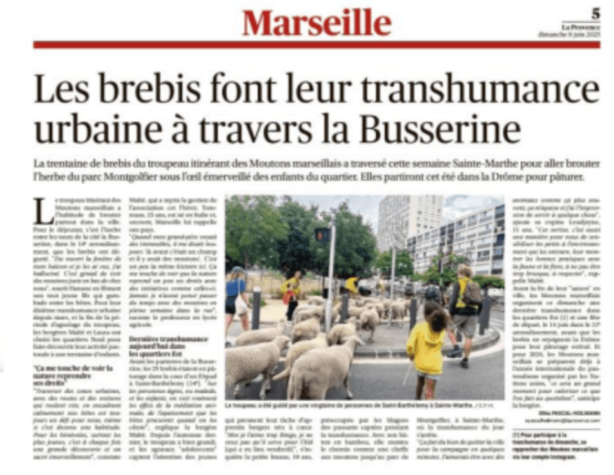 Les brebis font leur transhumance urbaine à travers la Busserine