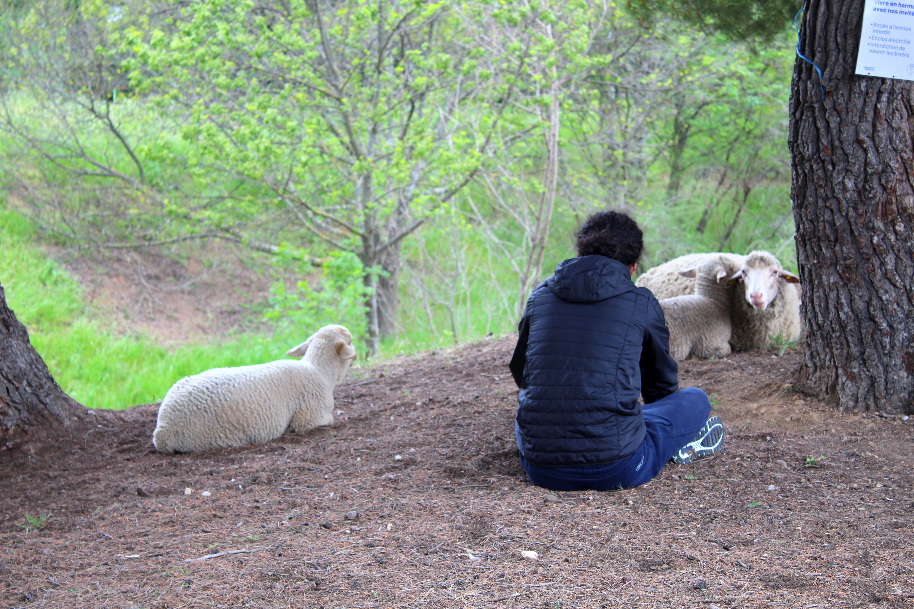 Des brebis sont assises sous un pin, une jeune personne au premier plan assise de dos