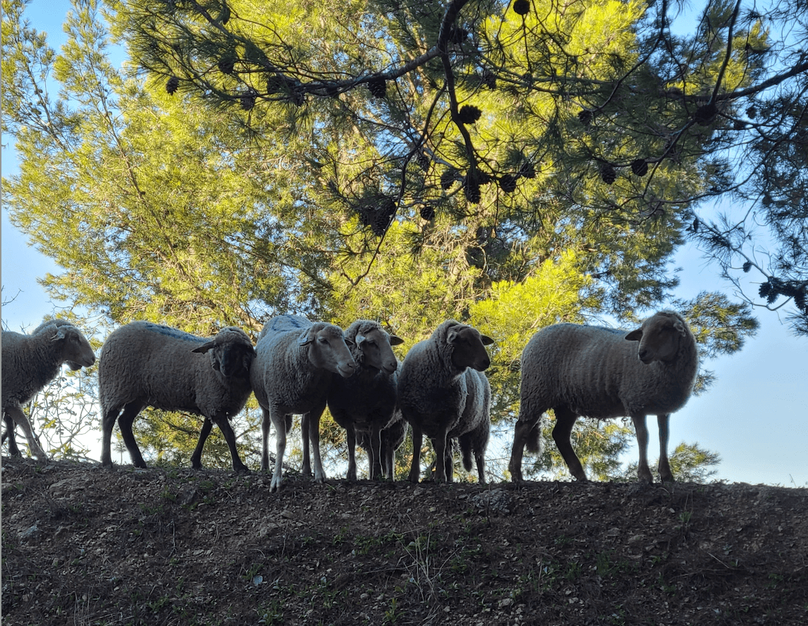 Des brebis en premier plan sombre, avec des pins lumineux en arrière-plan