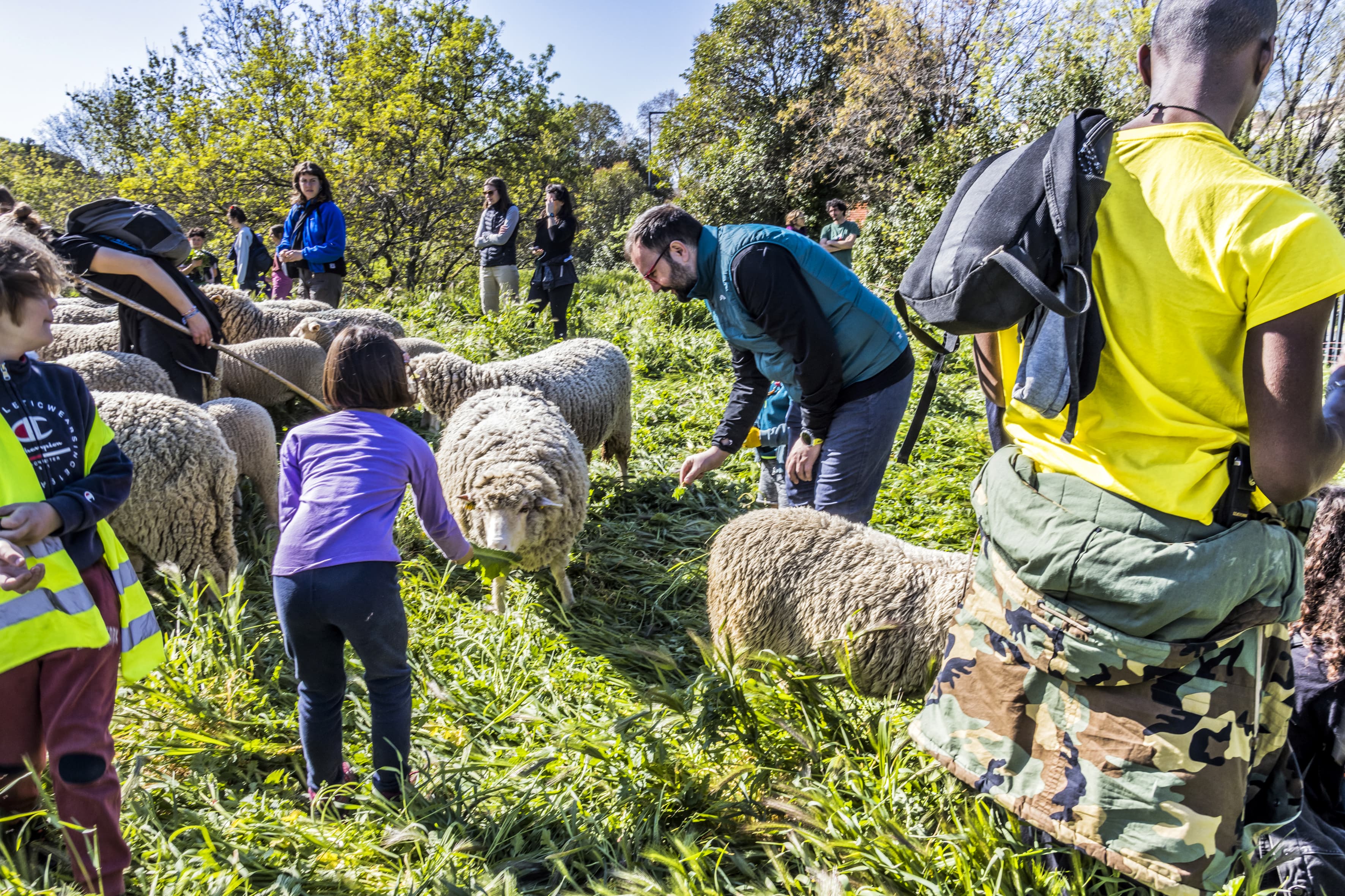 Des personnes nourissent les brebis, y compris une jeune fille. L'herbe est hautes, les brebis ont beaucoup à manger