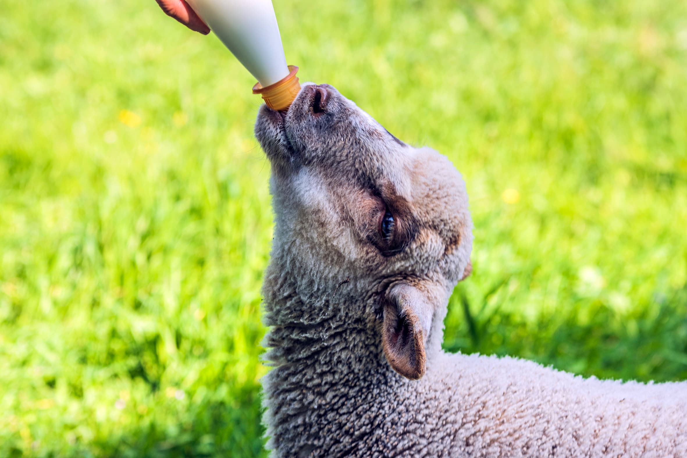 Une brebis boit du lait d'une bouteille