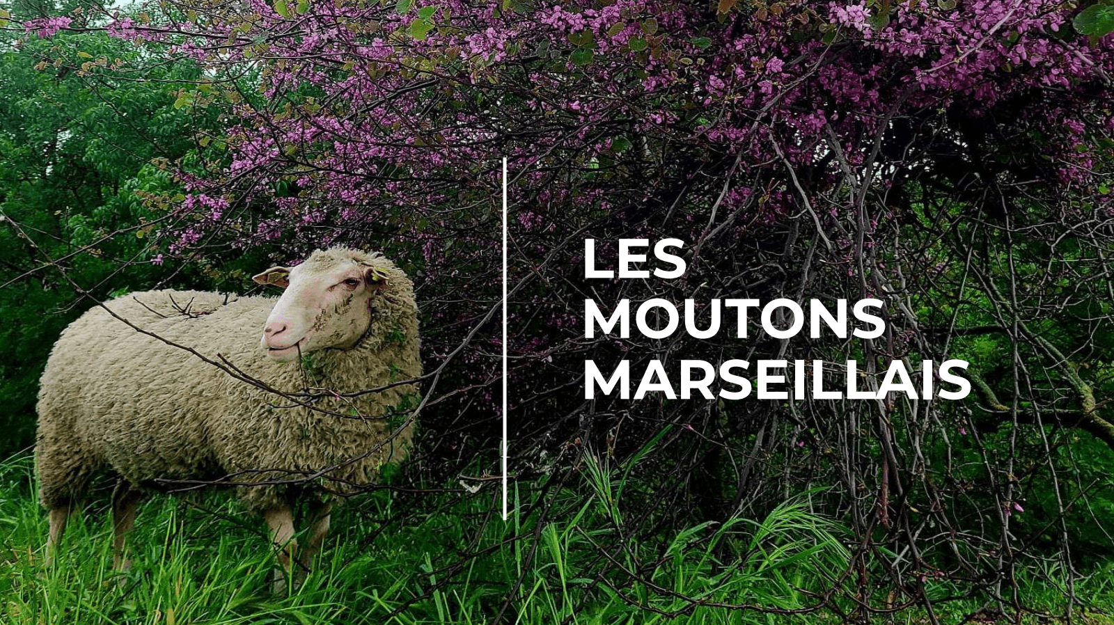 Moutons Marseillais